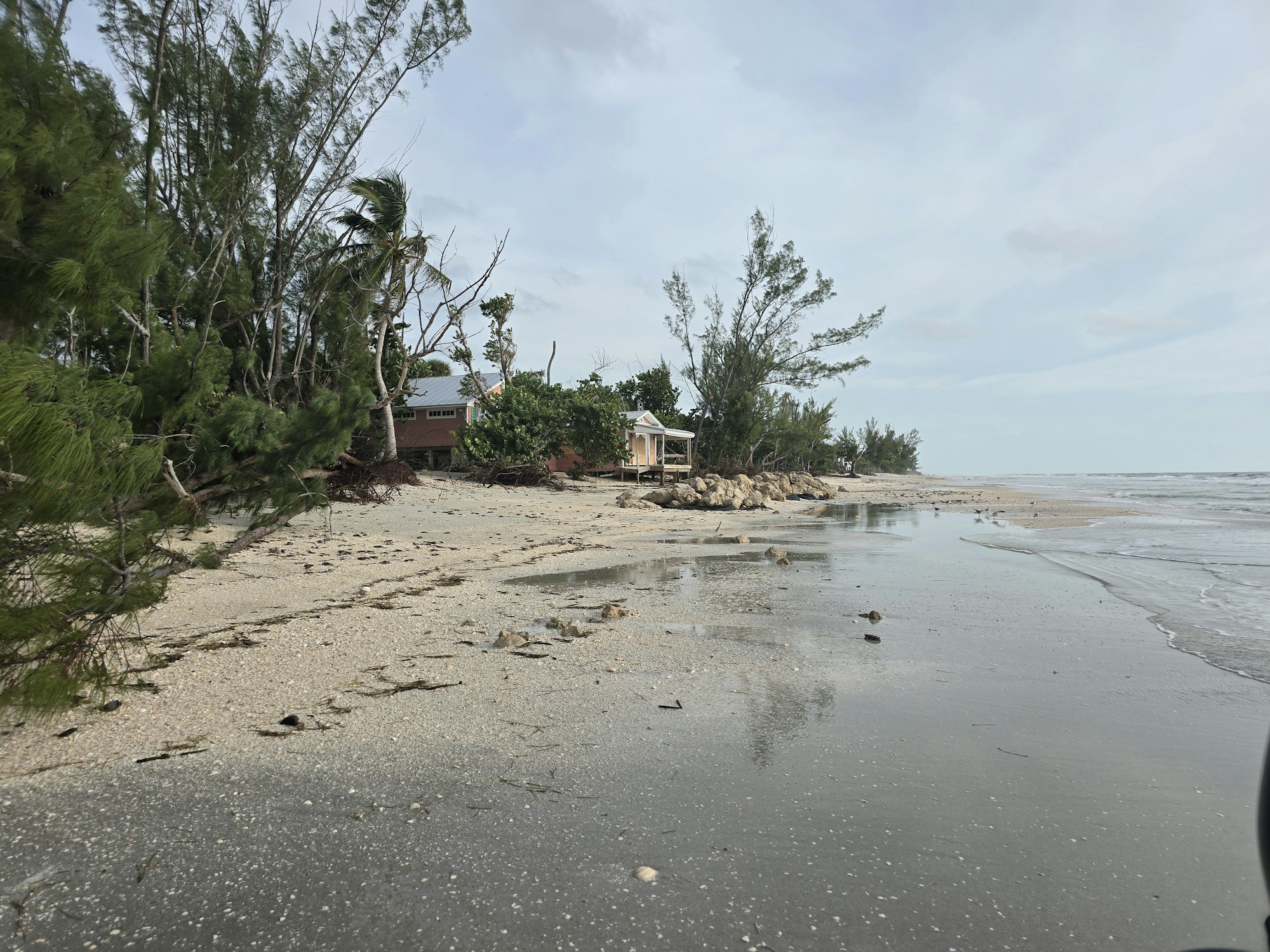 Beach with trees, some erosion, and houses in the background. Clear sky with light clouds.