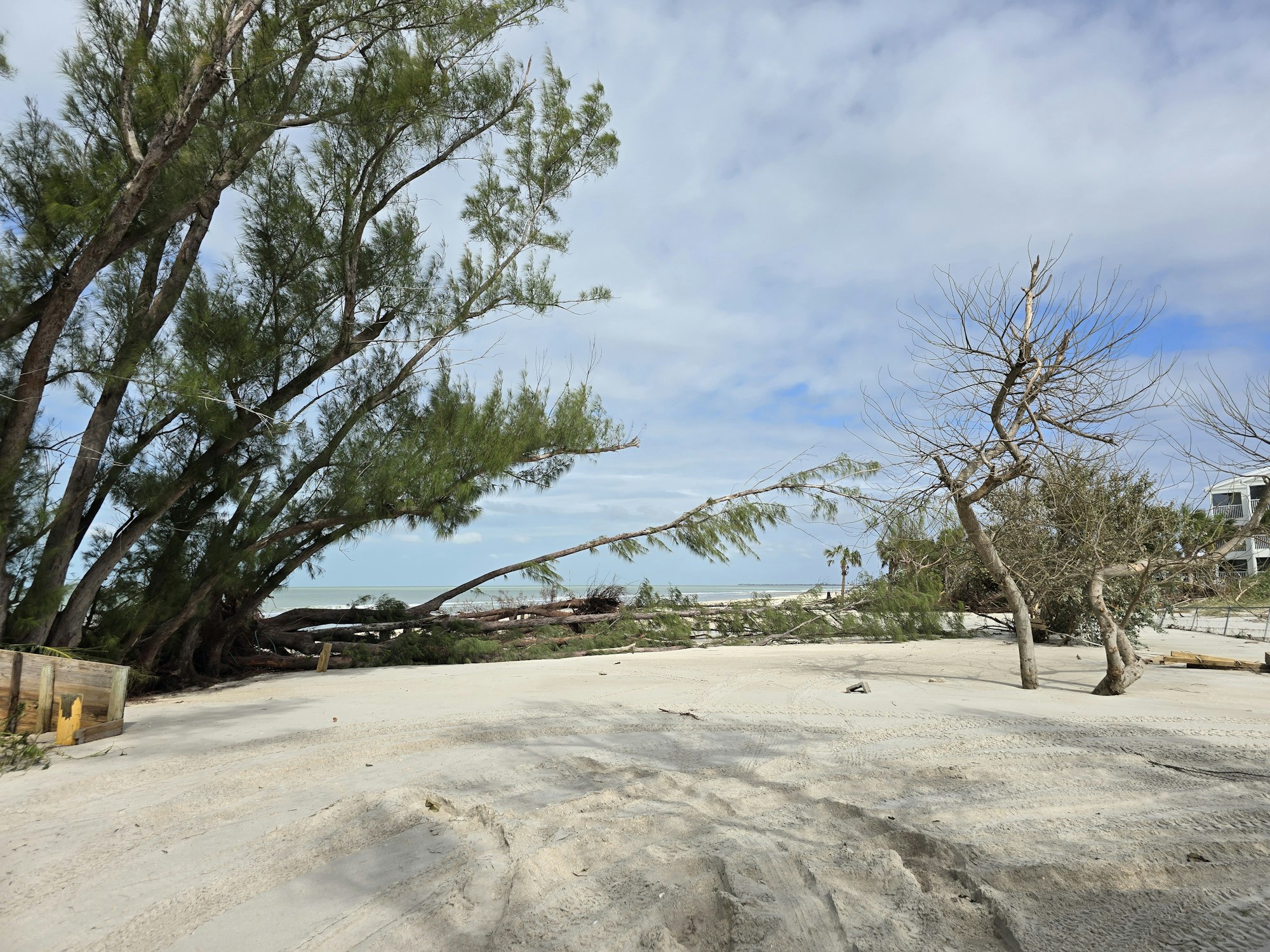 A sandy beach with fallen trees and a cloudy sky.