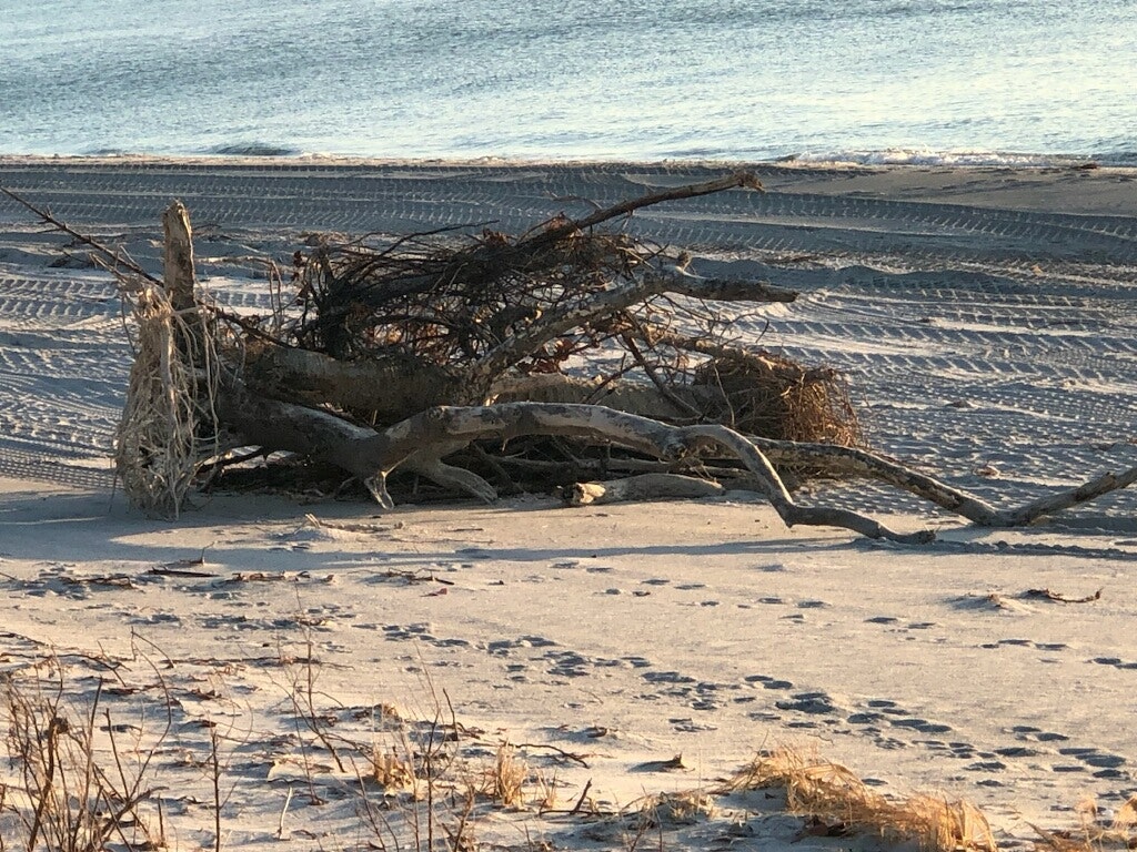 Driftwood and debris on a sandy beach with the ocean in the background.