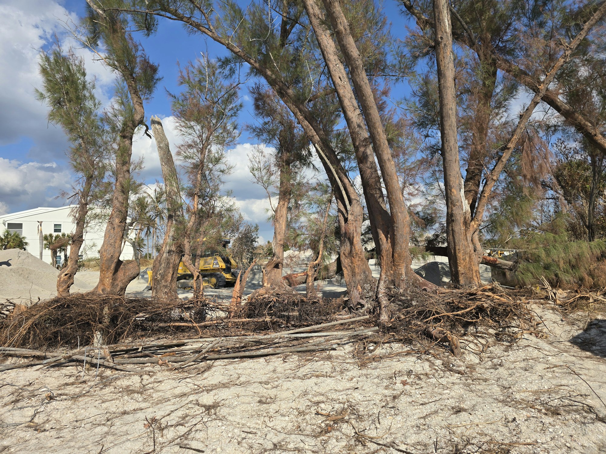 Trees with exposed roots, sandy ground, a house, and construction machinery in the background.