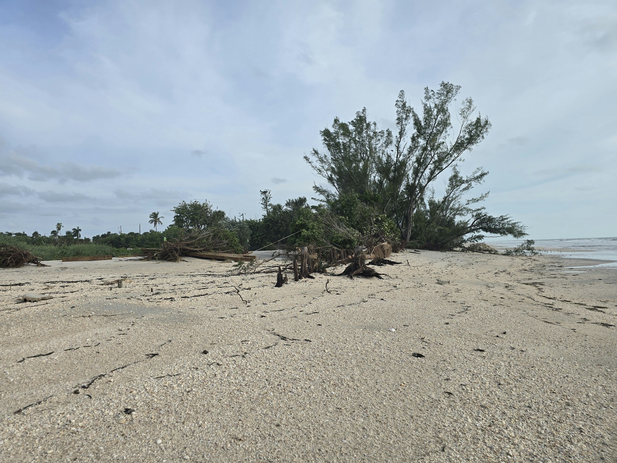 A beach with uprooted trees, cracked sand, under a cloudy sky. Signs of storm damage visible.