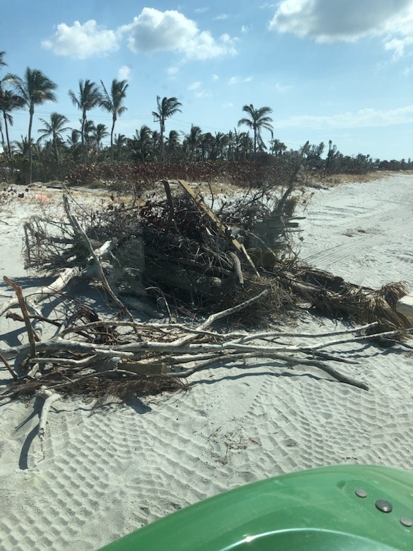 Beach with driftwood, palm trees, and clear skies.