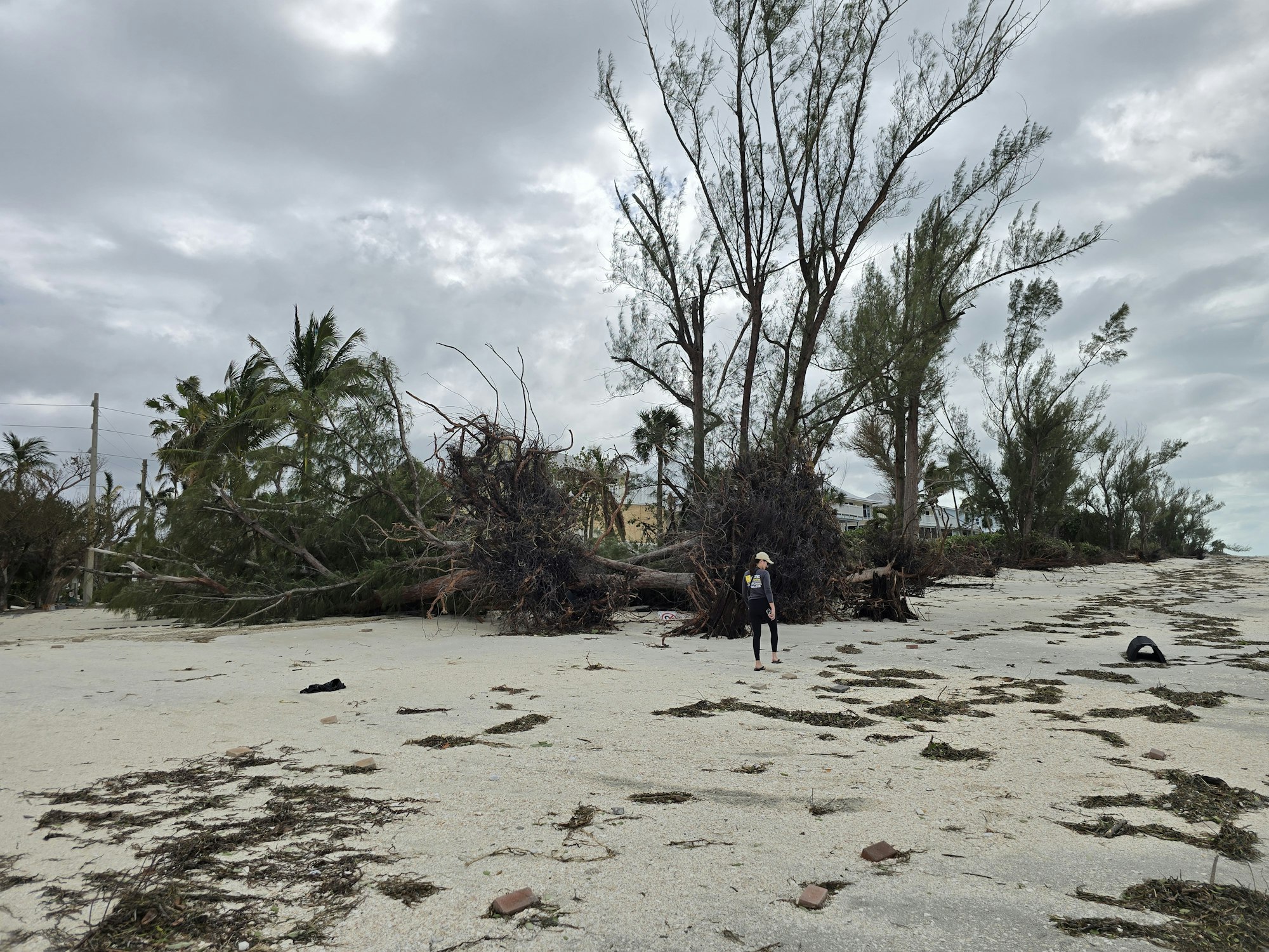 A person stands on a debris-covered beach with fallen trees and overcast skies.