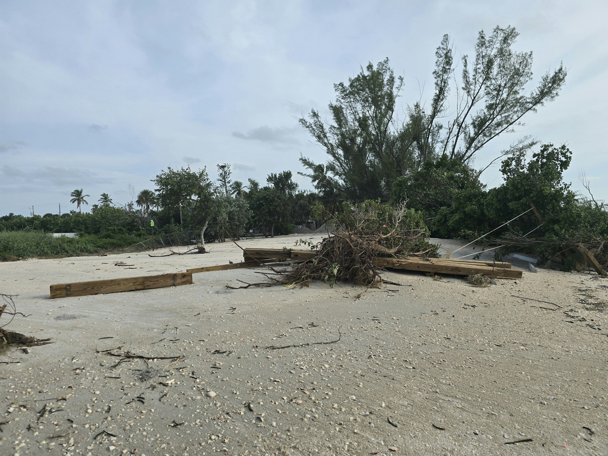 May contain: wood, ground, and driftwood