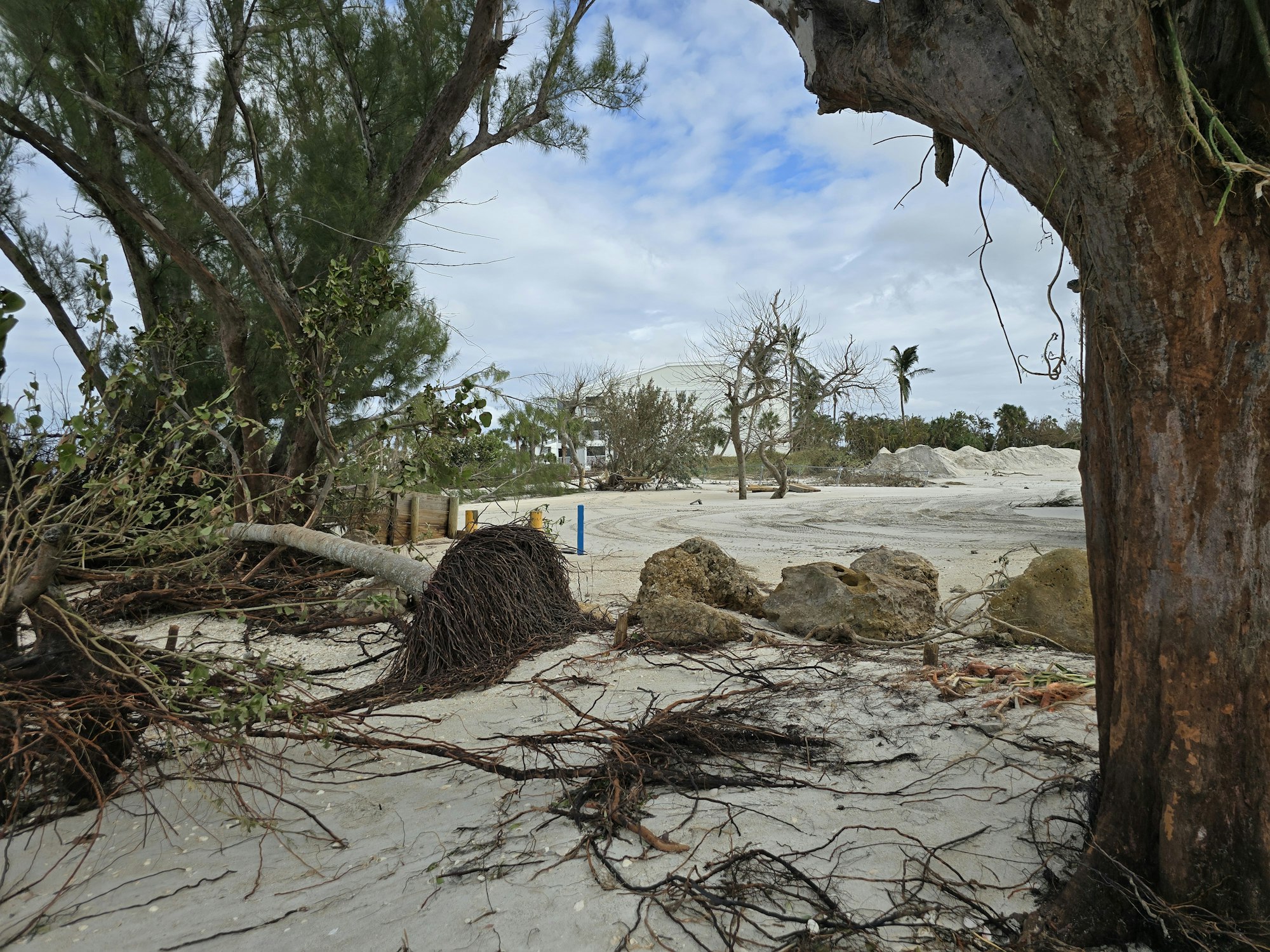 Windblown landscape with uprooted trees and debris on sandy ground under a cloudy sky.