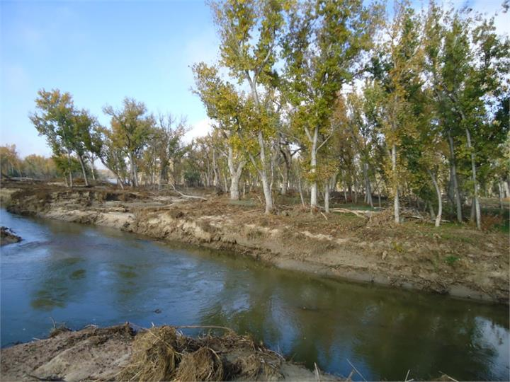 May contain: land, nature, outdoors, plant, vegetation, tree, woodland, scenery, grove, water, wilderness, oak, sycamore, and pond
