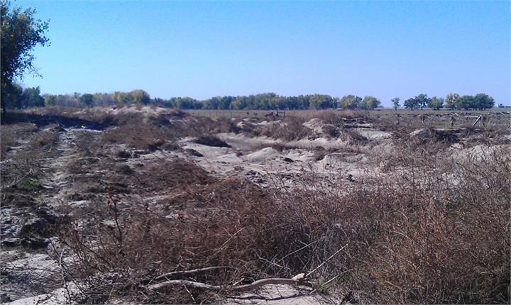 May contain: plant, vegetation, ground, land, nature, outdoors, and soil