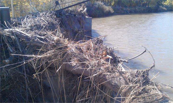 May contain: wood, plant, tree, and outdoors