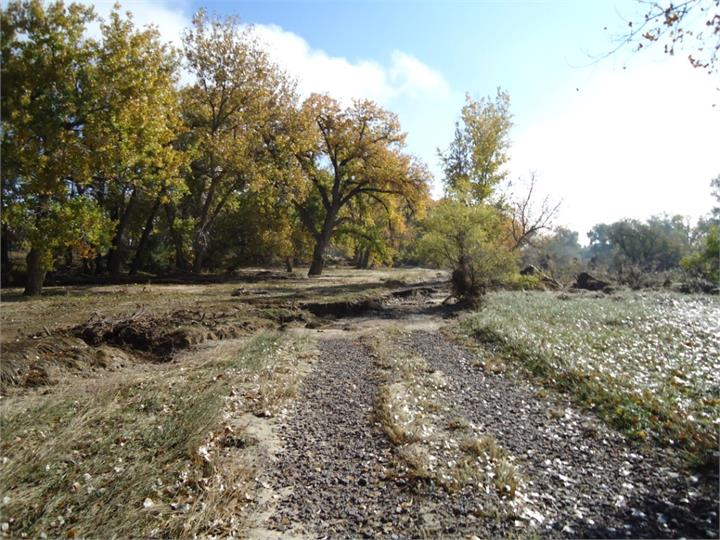 May contain: gravel, road, plant, vegetation, path, ground, tree, land, nature, outdoors, grove, woodland, and trail
