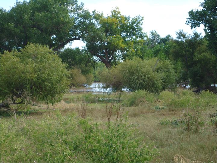 May contain: plant, vegetation, grove, land, nature, outdoors, tree, woodland, pond, water, countryside, farm, field, pasture, rural, grassland, grass, and wilderness