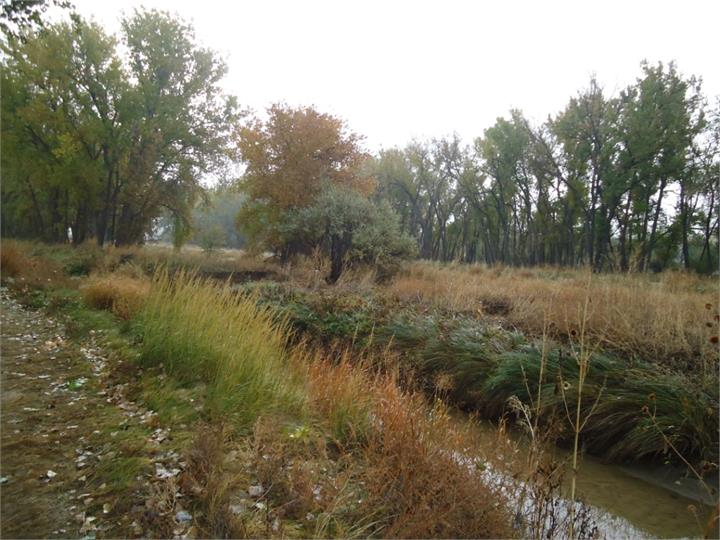 May contain: plant, vegetation, land, nature, outdoors, grove, tree, woodland, path, ditch, grass, canal, water, and wilderness
