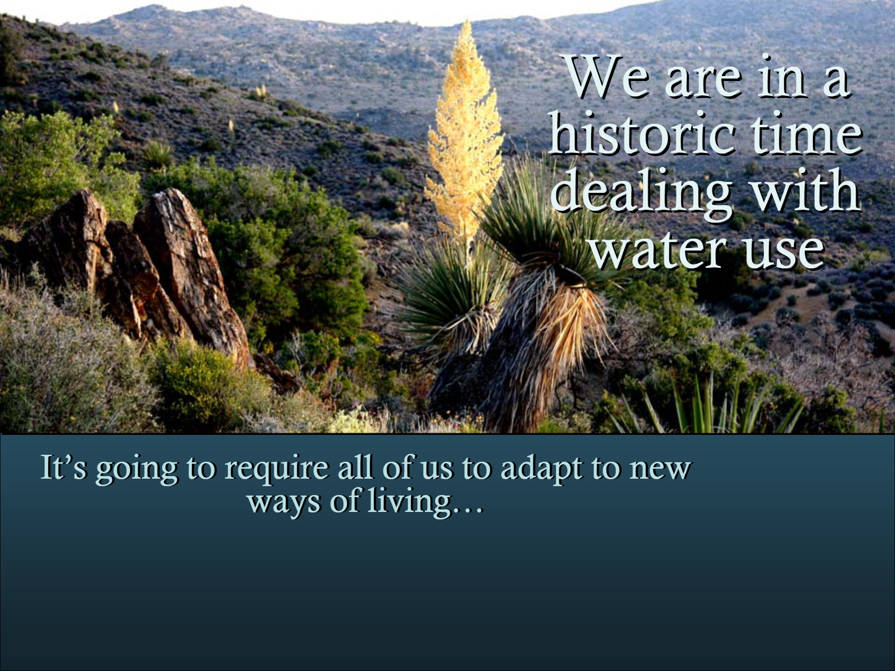 May contain: tree, plant, conifer, wilderness, outdoors, nature, vegetation, agavaceae, and grass