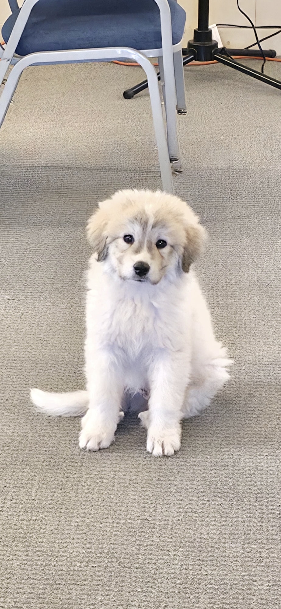 A fluffy white puppy sitting on a carpeted floor with a chair in the background.