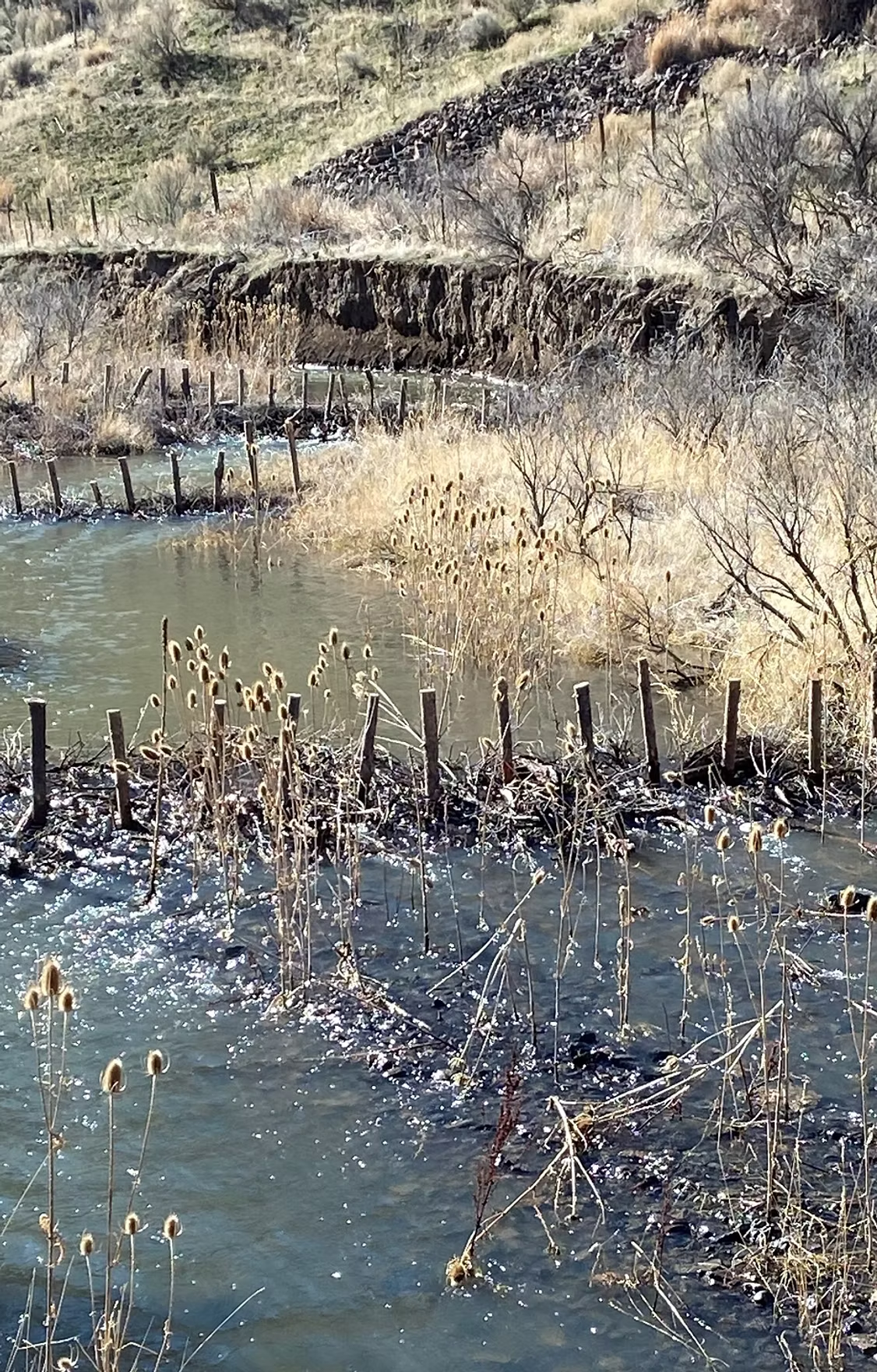 A small stream with scattered reeds and wooden stakes, surrounded by dry grass and rocky hills.