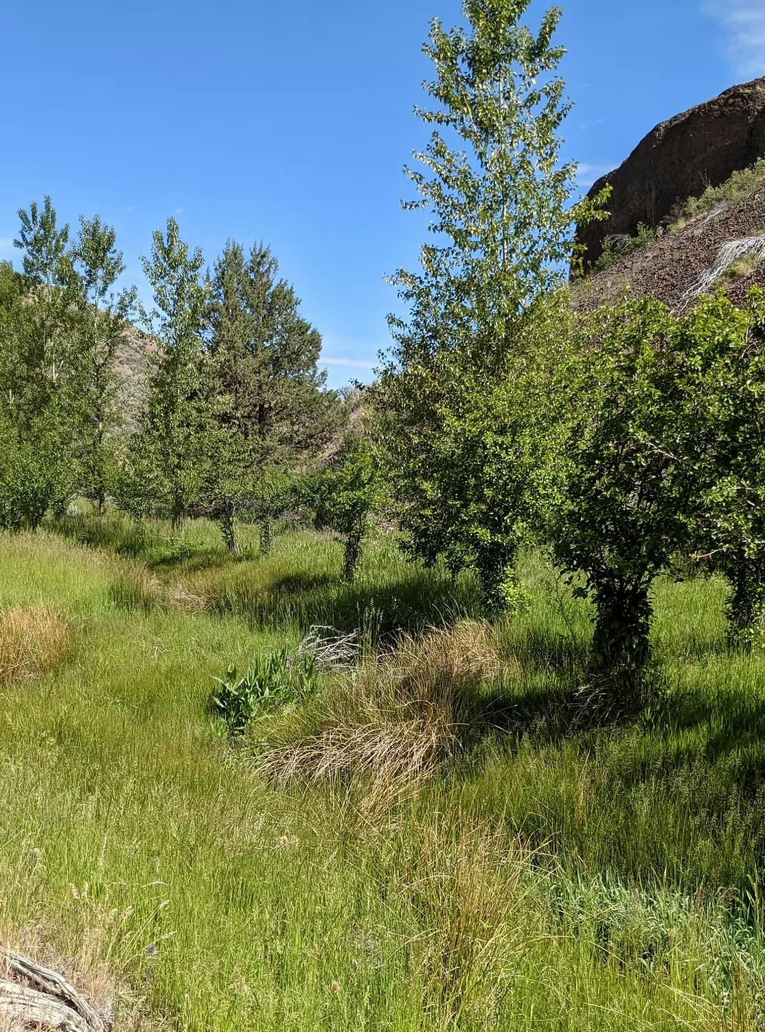 Green meadow with trees under a clear blue sky, and a rocky hill in the background.
