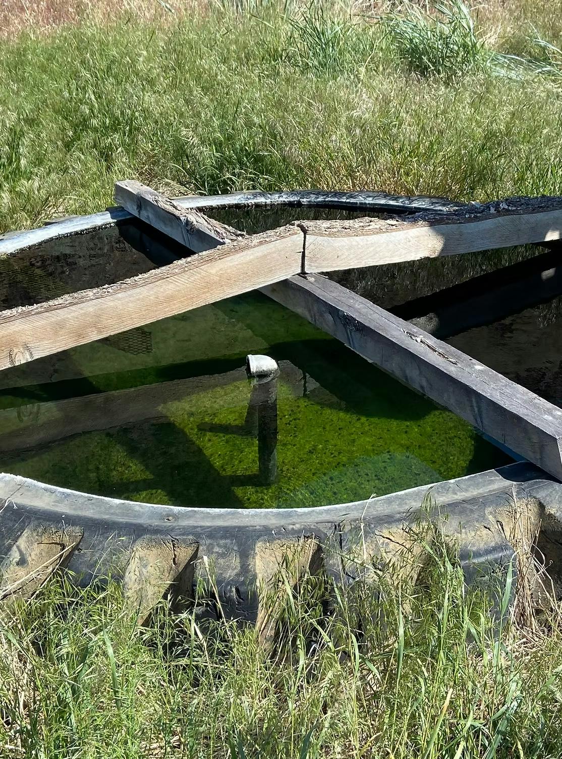 A water trough with green algae, covered by wooden planks, surrounded by grass.
