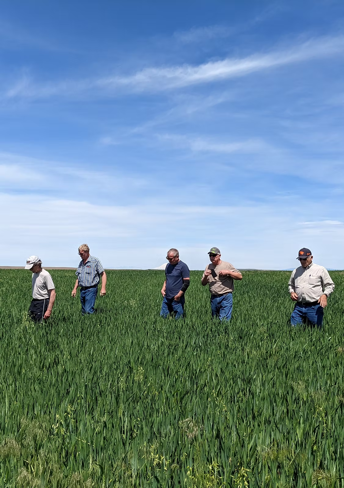 Five people walking through a green field under a clear blue sky.