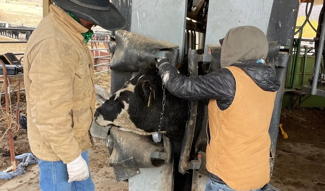 Two people handling a cow in a squeeze chute, likely for veterinary care or processing.