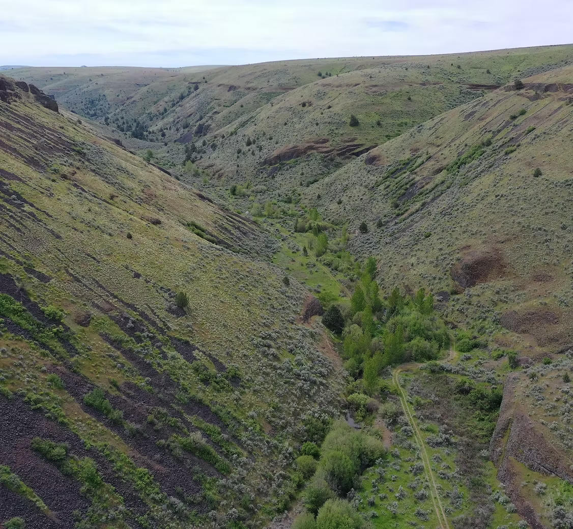 A lush, green valley with rolling hills and scattered vegetation under a cloudy sky.