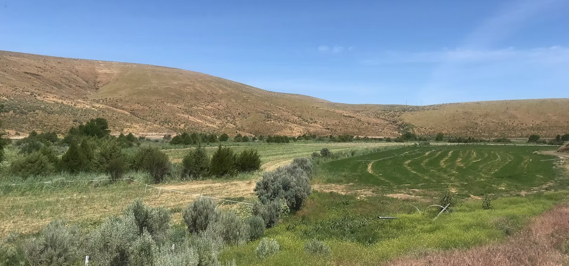 A vast landscape with dry hills, green fields, and some scattered shrubs under a clear blue sky.
