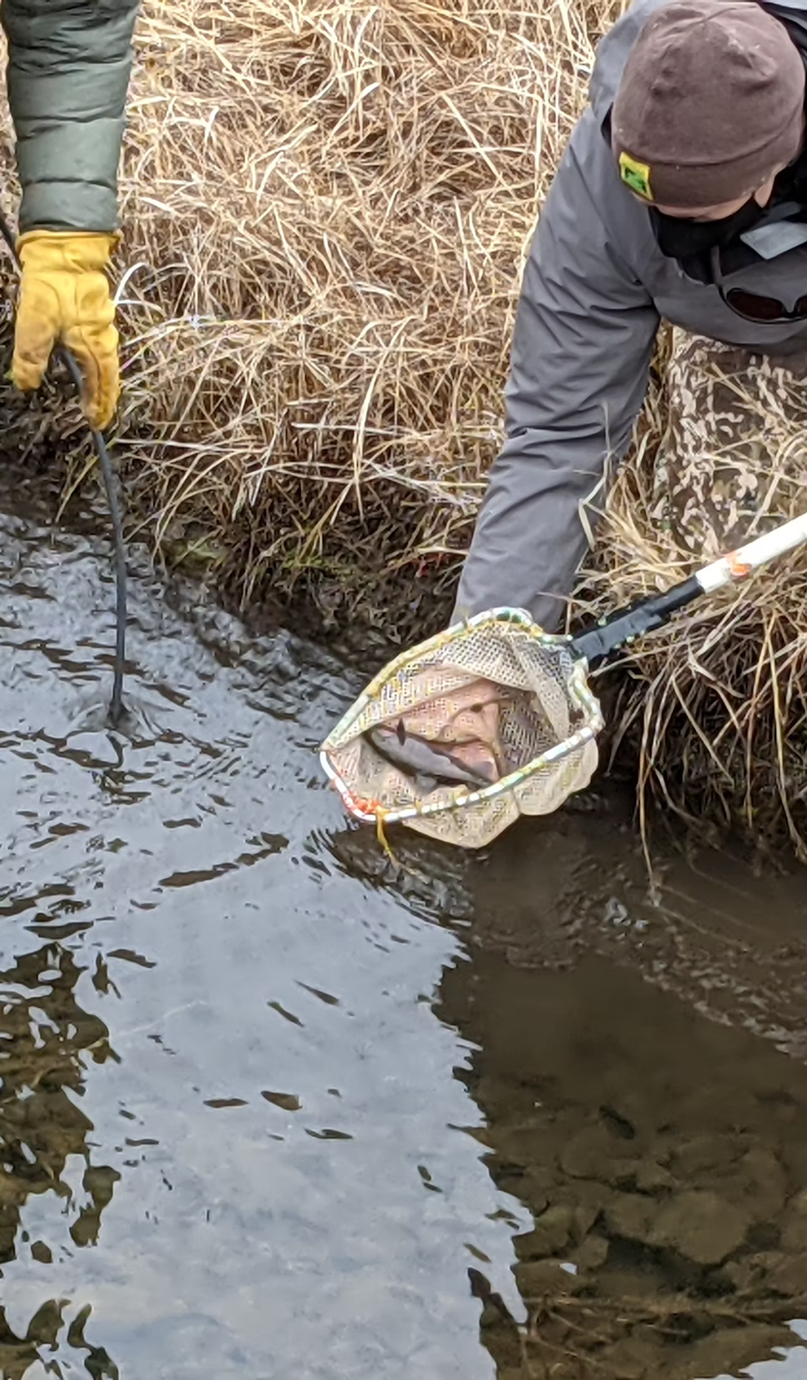 Person holding a net with fish over a river, wearing gloves and outdoor gear.