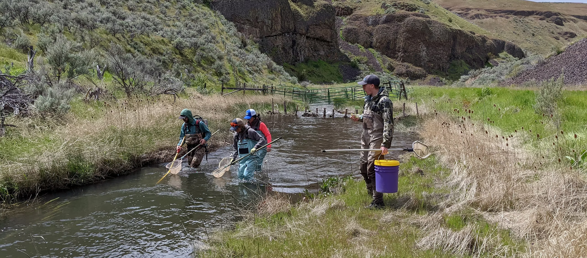 People in waders using nets in a creek, with rugged hills and tall grass nearby.