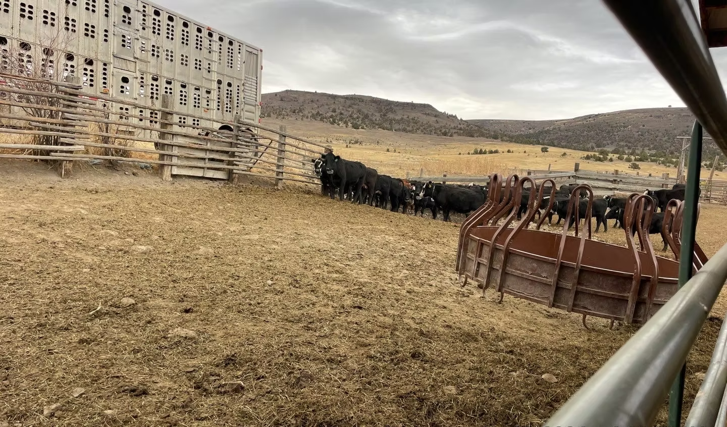A group of cows near a cattle trailer and fence in a dry, open field with hills in the background.