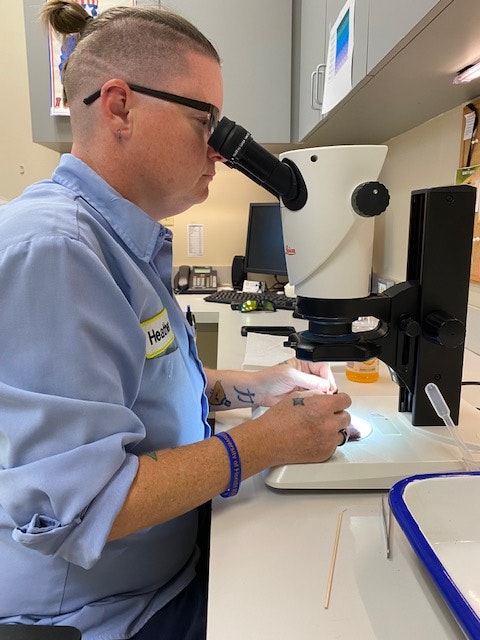 A person looks through a microscope in a laboratory setting.