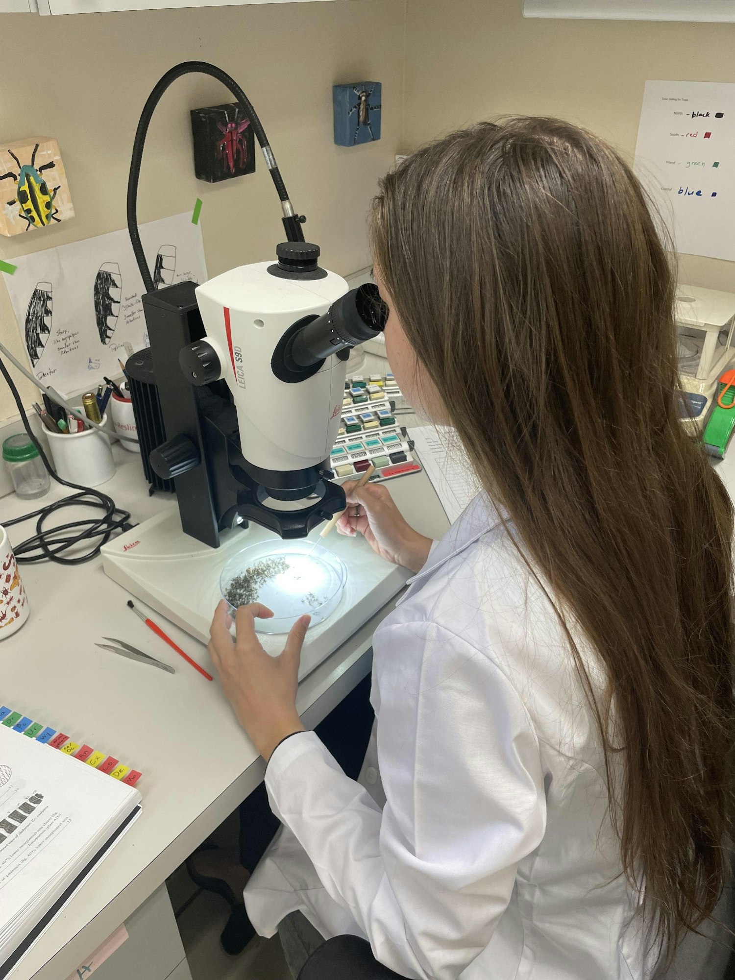 A person in a lab coat examining a sample under a microscope, with art and color charts in the background.