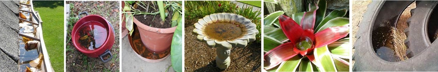 Five images showing standing water in different containers, which can become mosquito breeding sites if left unchecked.