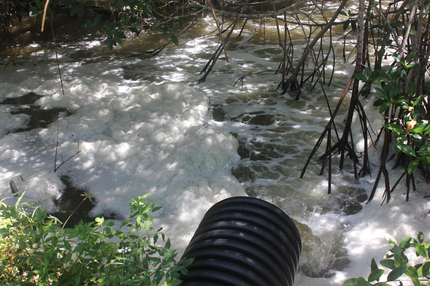 Foamy water by mangroves, with a large pipe discharging effluent.