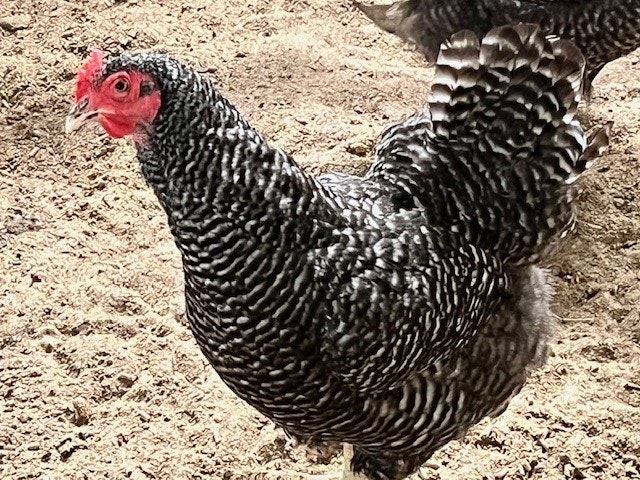 A barred Plymouth Rock chicken with distinctive black and white feathers.