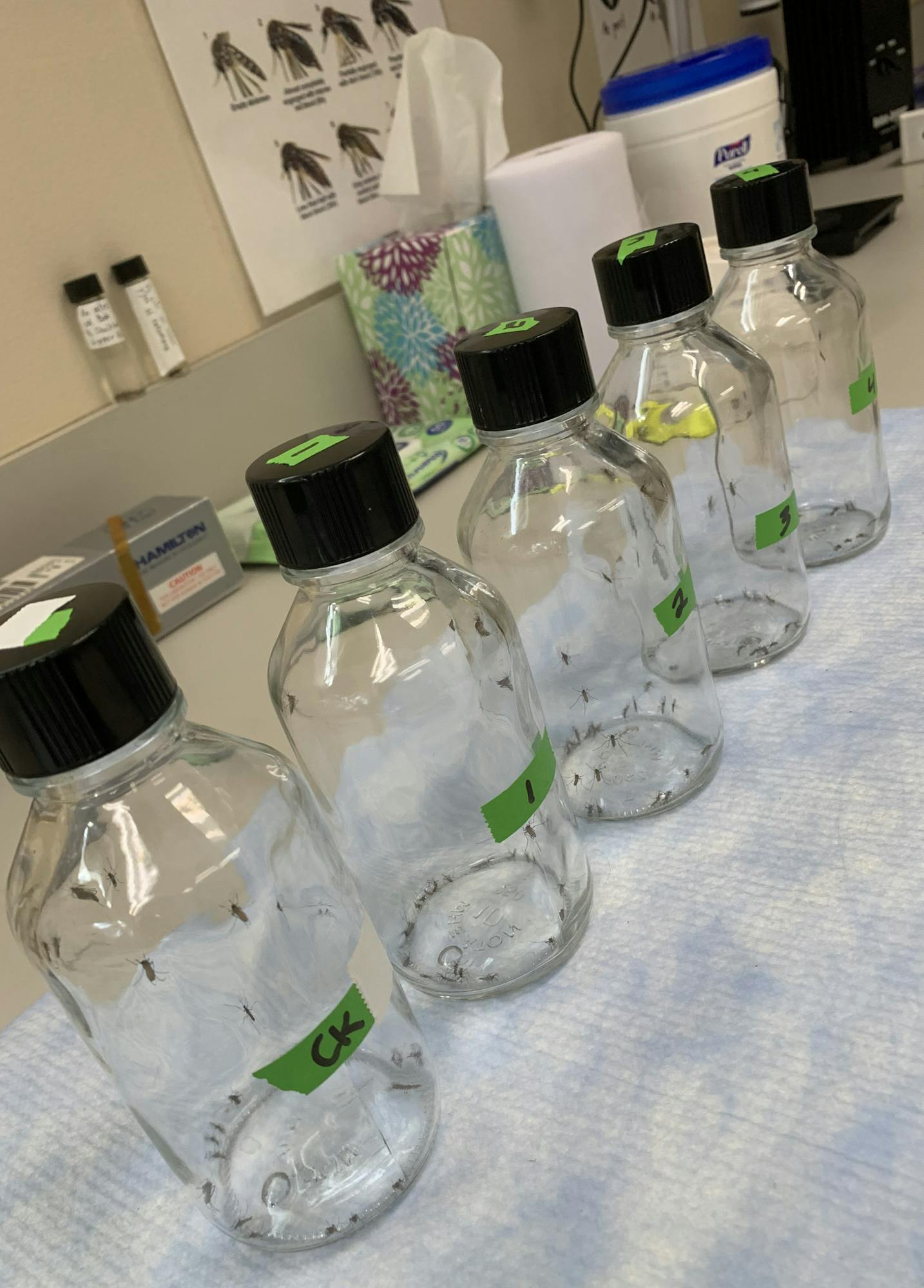 Five clear bottles with black caps on a table, each containing insects, next to a tissue box and lab equipment.