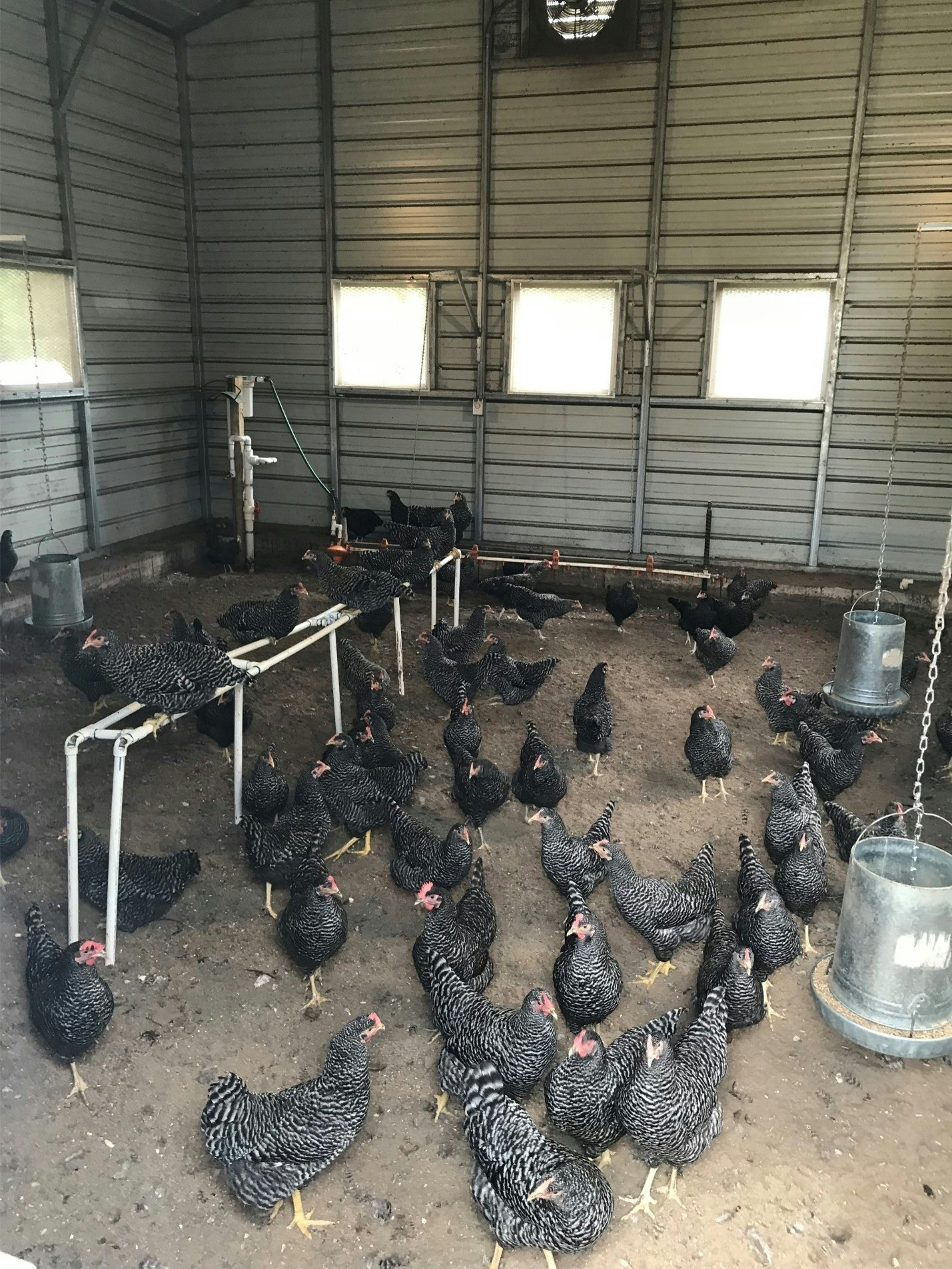 A flock of chickens inside a coop with feeders and perches.