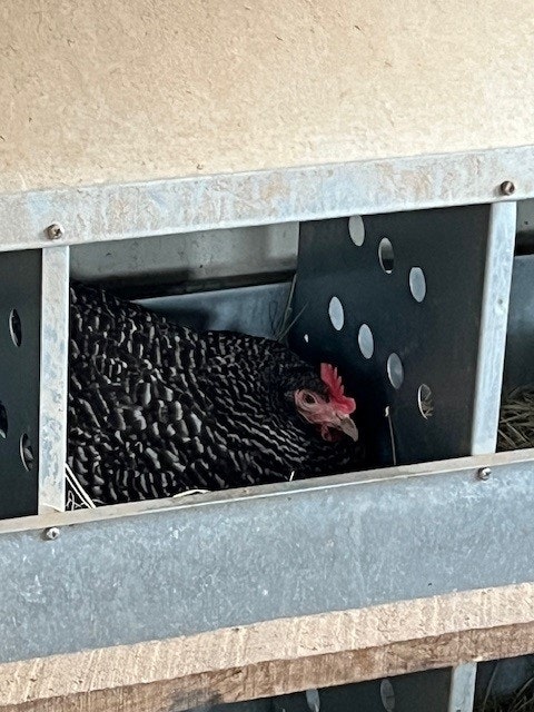 A chicken in a nesting box.