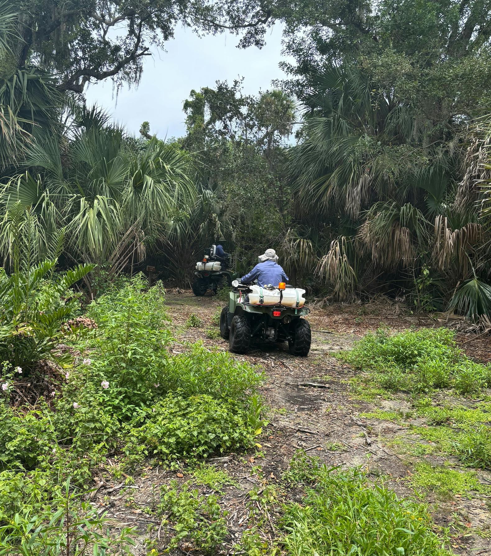 Two people riding ATVs through a dense, green forest trail.