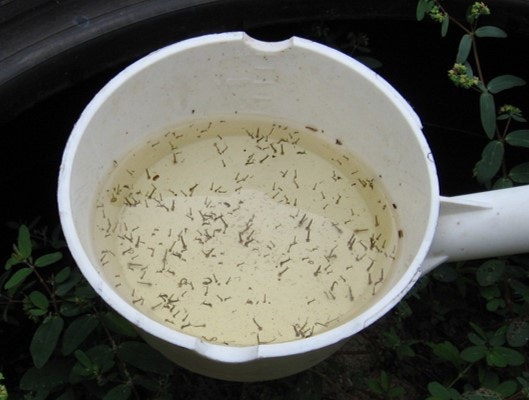 A bucket of water with mosquito larvae.