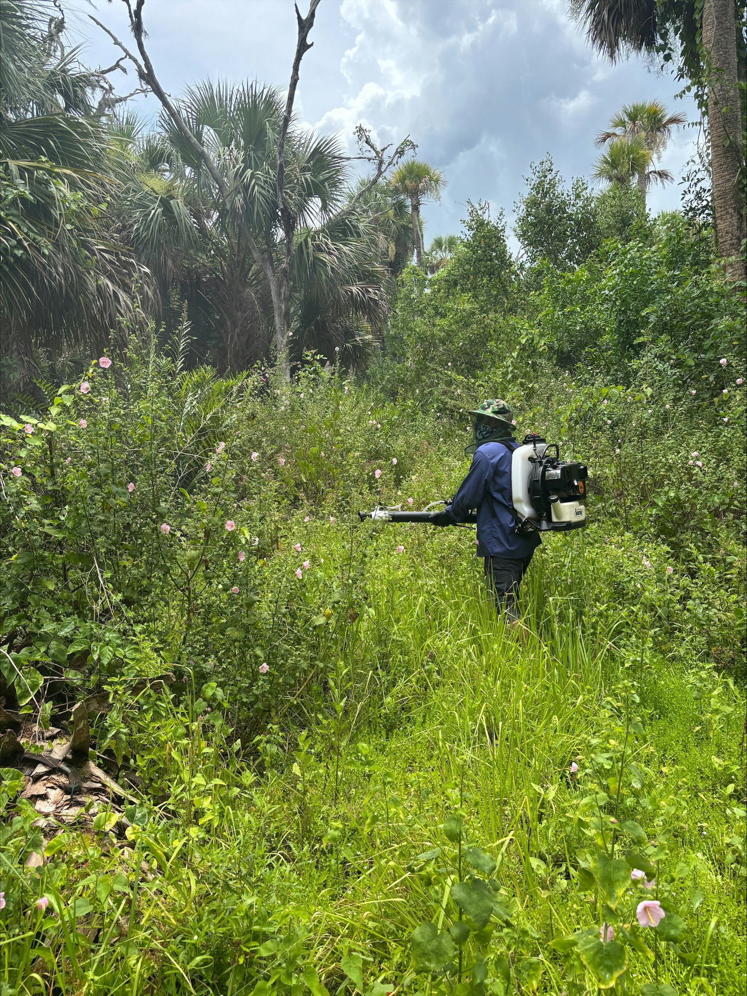 A person in outdoor gear using a backpack sprayer in a dense, green, tropical area with flowering plants and palm trees.
