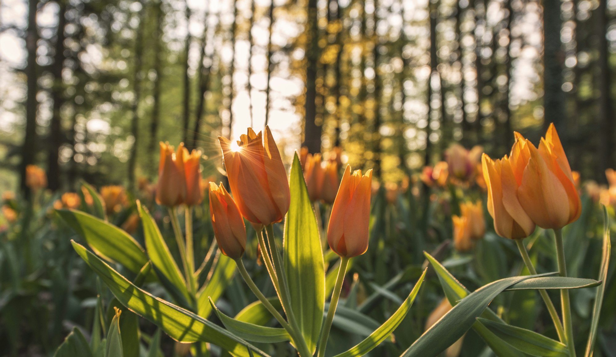 A field of orange tulips illuminated by sunlight, surrounded by trees, creating a serene and warm atmosphere.