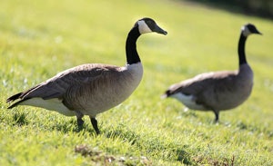 Two Canada geese standing on green grass, with their distinctive black heads and necks, in a serene outdoor setting.