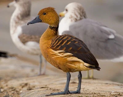 The image features a brown duck with striking plumage standing near two gulls in a coastal setting.