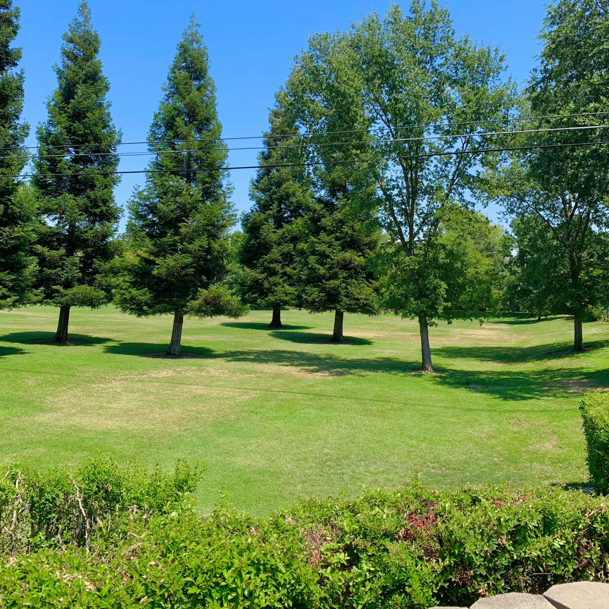 A sunny landscape featuring green grass, scattered trees, and a clear blue sky, with a few power lines in the background.