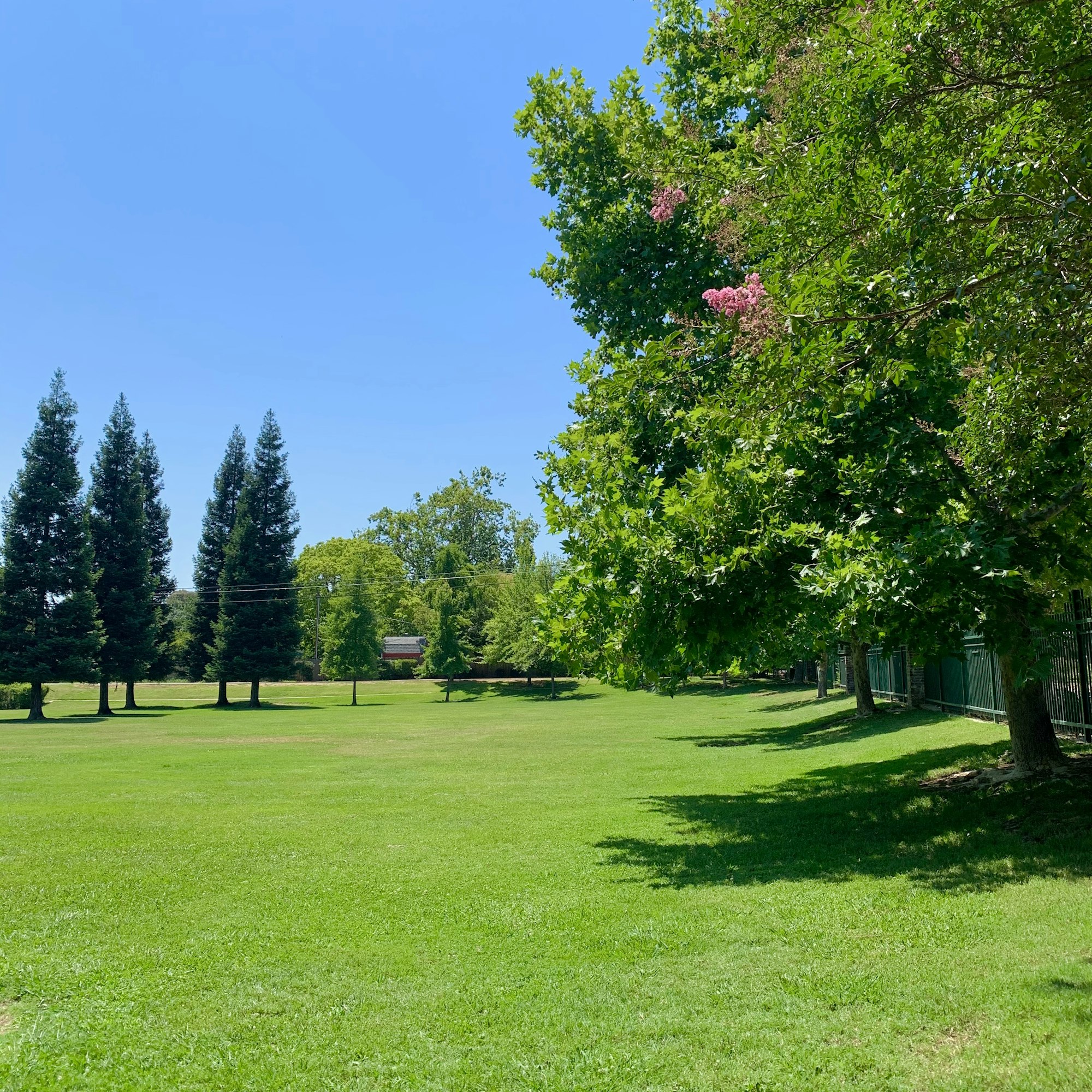 A sunny park scene featuring lush green grass, tall trees, and a clear blue sky. Relaxing and peaceful outdoor setting.