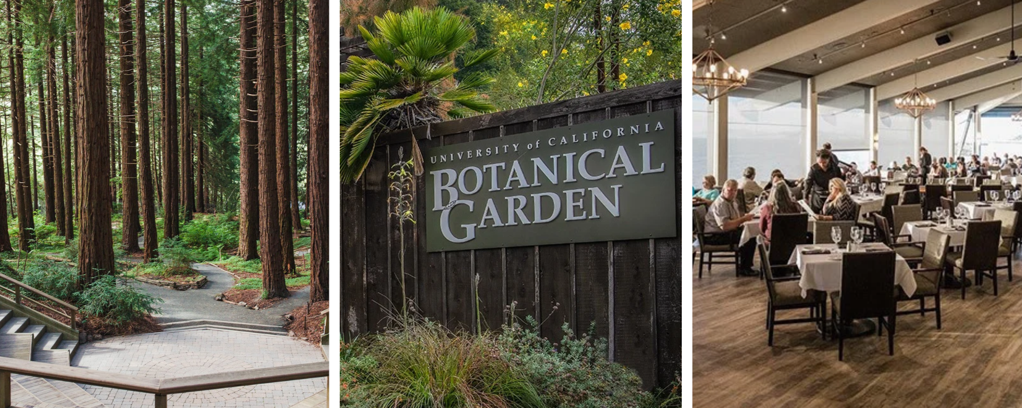 A serene forest path, a botanical garden sign, and a bustling restaurant interior depict nature, education, and dining.