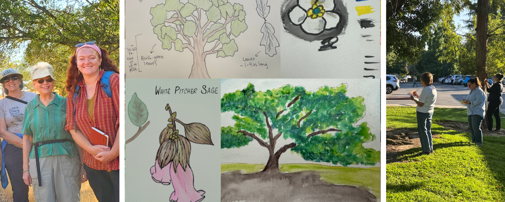 The image shows a group of people outdoors, sketching plants and trees, with illustrations of a tree and White Pitcher Sage.