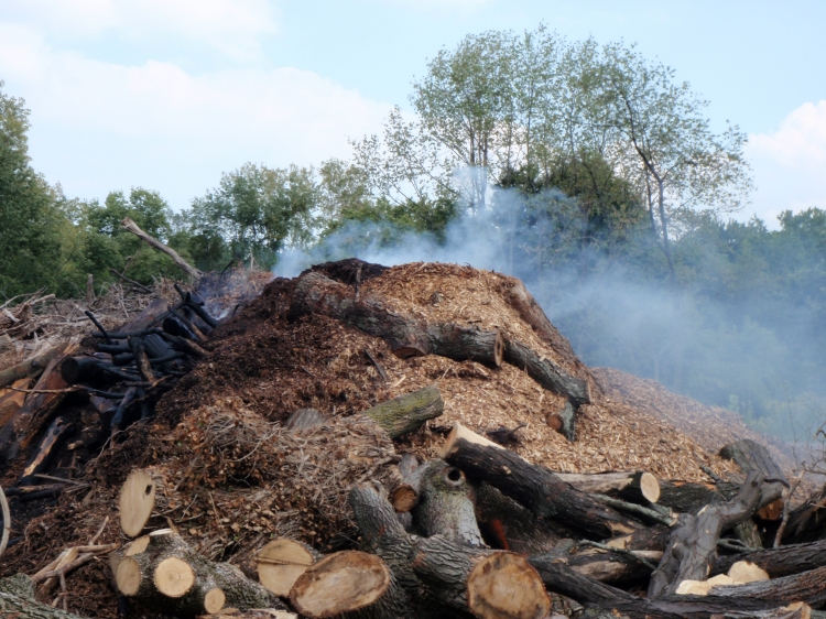 Pile of smoldering wood and logs with smoke rising, surrounded by trees.