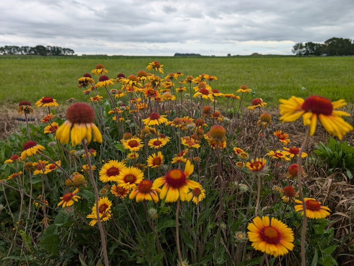 Yellow and red flowers in a field under a cloudy sky.