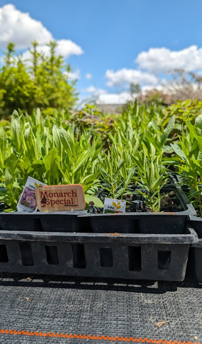 Tray of green seedlings labeled "Monarch Special," outdoors under a blue sky.