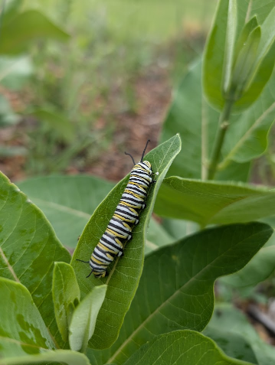 A striped caterpillar on a green leaf.
