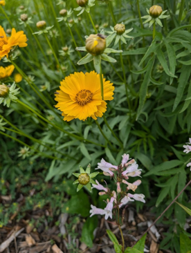 Yellow and pink flowers with buds and green leaves in a garden setting.